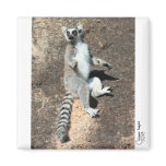 Sun worship lemur magnet