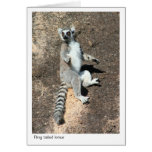 Sun worship - ring tailed lemur cards