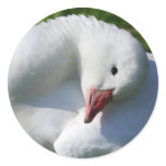 Sun Worshiping Duck stickers