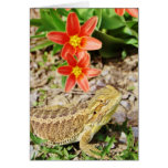 Sunbathing Bearded Dragon cards