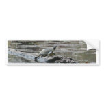 Sunbathing Beauties bumper stickers