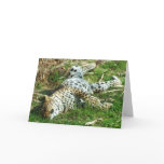 Sunbathing Leopard cards