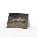 Sunbathing Meerkat Card