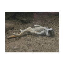 Sunbathing Meerkat Postcard