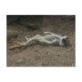 Sunbathing Meerkat Postcard
