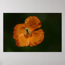 Sunbathing Poppy Poster