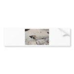 sunbathing toads bumper stickers