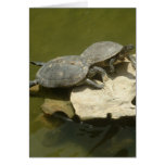 Sunbathing turtles cards