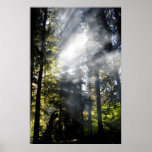 Sunbeams Posters