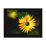 Sunburst postcards