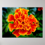Sunburst Print