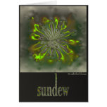 sundew cards