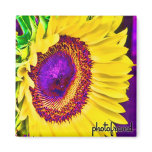 Sunflower2 Pop