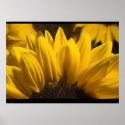 Sunflower 1 posters