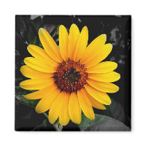 Sunflower 2 refrigerator magnet