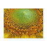 Sunflower 2 postcards