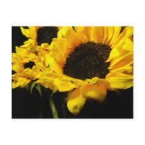 Sunflower #3 postcards
