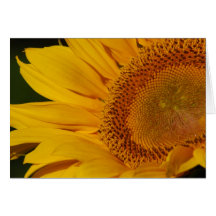 Sunflower and meaning greeting card