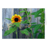 Sunflower and Wooden Wall Cards