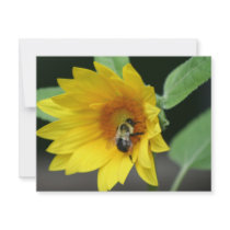 Sunflower announcement