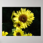 Sunflower art prints gifts Healing Arts Floral