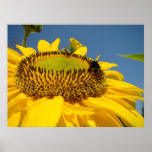 Sunflower Art prints Honey Bee Blue Sky Landscape