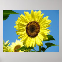 SUNFLOWER ART PRINTS Sun Flower Holiday Gifts