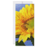 Sunflower Art rack cards