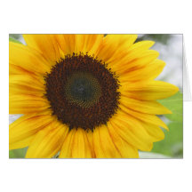Sunflower Blank  Card