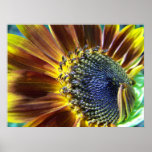 Sunflower blooming posters