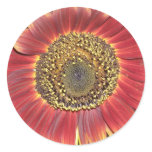 Sunflower Blossom Sticker