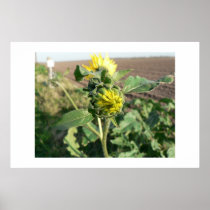Sunflower bud. posters