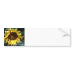Sunflower bumper stickers