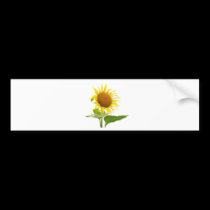 Sunflower bumper stickers