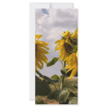 Sunflower Bunch rack cards