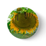 sunflower buttons