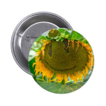 sunflower buttons