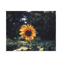 Sunflower Gallery Wrap Canvas
