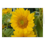 Sunflower cards
