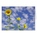 Sunflower Card