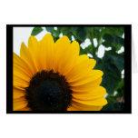 Sunflower Cards