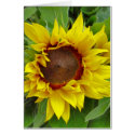Sunflower Close-up cards