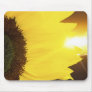 Sunflower closeup and sunset lighting mousemats