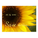 Sunflower Customizeable Save the Date postcards
