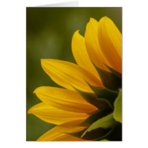 Sunflower Detail Card