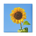 sunflower dial magnets