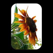 Sunflower Dreams posters