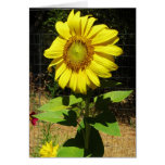 Sunflower Face Greeting Card