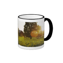 Sunflower Field At Sunset With A Barn Coffee Mugs