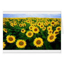 Sunflower Field Cards